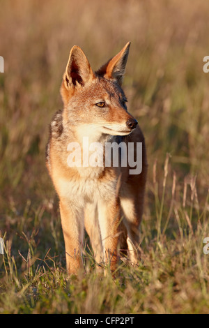 Nero-backed jackal (argento-backed jackal) (Canis mesomelas), Mountain Zebra National Park, Sud Africa e Africa Foto Stock