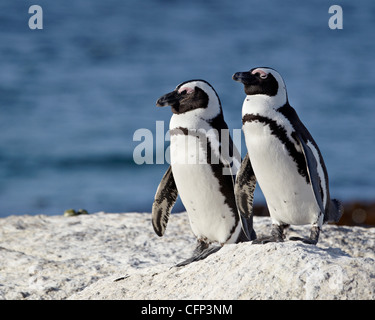 Due pinguini africani (Spheniscus demersus), Simon's Town, Sud Africa e Africa Foto Stock