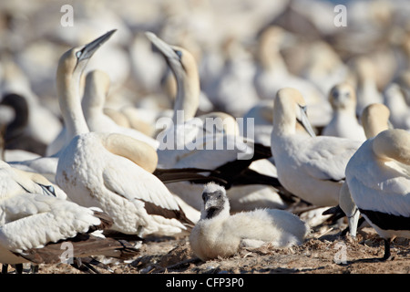 Cape gannet (Morus capensis) pulcino, Bird Island, Lambert's Bay, Sud Africa e Africa Foto Stock