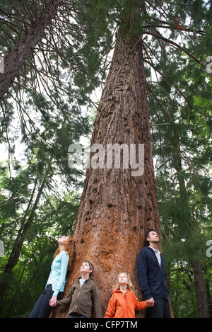 Famiglia stanidng insieme alla base di alti alberi, tenendo le mani Foto Stock