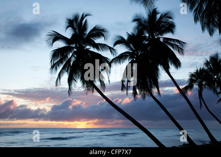Tramonto tropicale, Bridgetown, Barbados, West Indies, dei Caraibi e America centrale Foto Stock