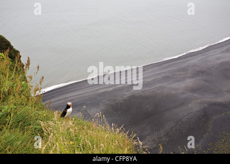 Puffin poggiante sulla collina che affaccia sulla spiaggia di sabbia nera, Dyrh-laey penisola, Islanda Foto Stock