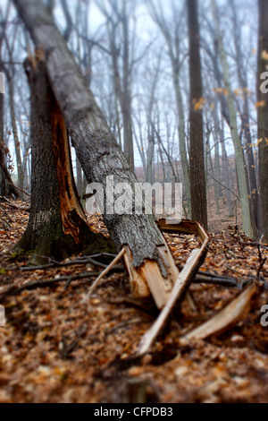 Un albero abbattuto durante superstorm Sandy in una zona boscosa di New Haven Connecticut USA Foto Stock