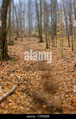 Un sentiero attraverso gli alberi di New Haven CT che portano in distanza, girato con una inclinazione Visualizza fotocamera per la messa a fuoco selettiva effetto. Foto Stock