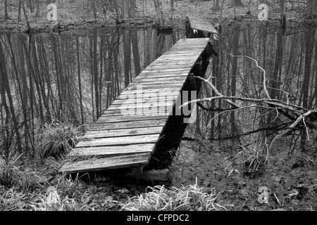 Una passerella di legno su una palude etereo in bianco e nero, Connecticut USA Foto Stock