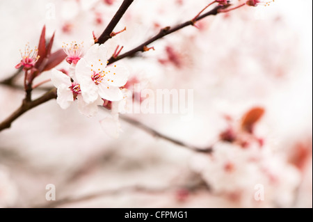 Prunus cerasifera 'Flash viola', Cherry Plum, blossom Foto Stock