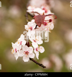 Prunus cerasifera 'Flash viola', Cherry Plum, blossom Foto Stock