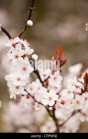Prunus cerasifera 'Flash viola', Cherry Plum, blossom Foto Stock