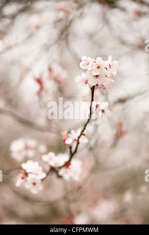 Prunus cerasifera 'Flash viola', Cherry Plum, blossom Foto Stock