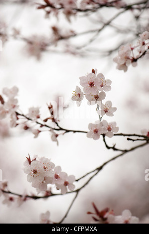 Prunus cerasifera 'Flash viola', Cherry Plum, blossom Foto Stock
