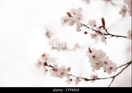 Prunus cerasifera 'Flash viola', Cherry Plum, blossom Foto Stock
