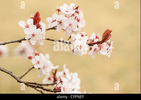 Prunus cerasifera 'Diversifolia', Cherry Plum, blossom Foto Stock