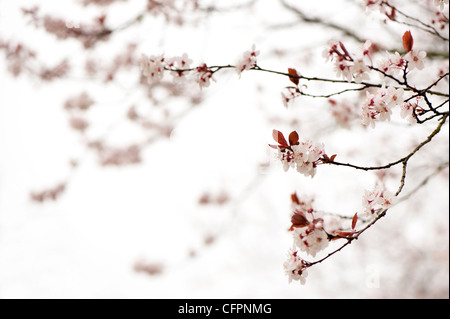 Prunus cerasifera 'Diversifolia', Cherry Plum, blossom Foto Stock