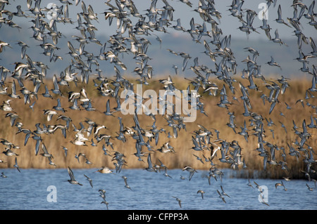 Gregge di nero-tailed Godwit, Limaosa limosa, in volo. Kent, Regno Unito Foto Stock