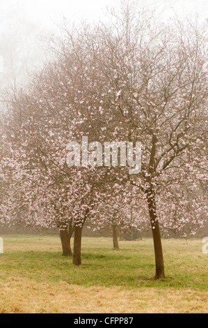 Prunus cerasifera 'Diversifolia', Cherry Plum, gli alberi in fiore, con "Flash viola' e 'Hessei' varietà in background Foto Stock