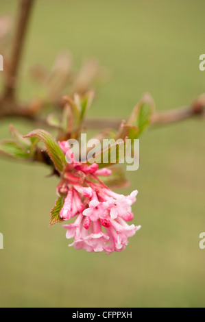 Viburnum x bodnantense 'Dawn' in fiore Foto Stock