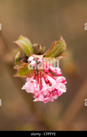 Viburnum x bodnantense 'Dawn' in fiore Foto Stock