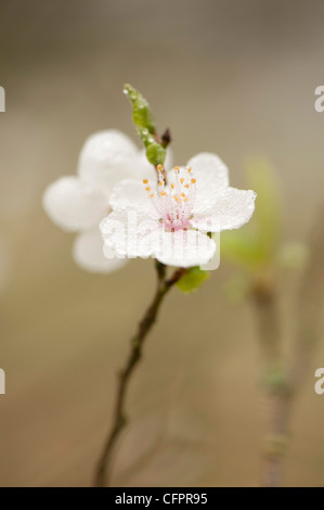 Prunus divaricata o Prunus cerasifera sottospecie divaricata blossom Foto Stock