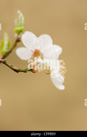 Prunus divaricata o Prunus cerasifera sottospecie divaricata blossom Foto Stock
