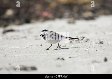 Pied wagtail, Motacilla alba, a caccia di cibo sulla spiaggia. Kilmory, a Ardnamurchan, UK. Foto Stock