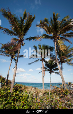 Palme sulla spiaggia di Fort Lauderdale - Fort Lauderdale, Florida, Stati Uniti d'America Foto Stock