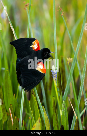 Maschio rosso-winged Blackbird Singing - Verde Cay zone umide - Boynton Beach, Florida USA Foto Stock