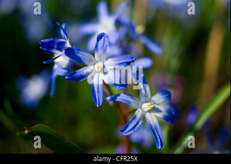 Blue Star Giacinto fiori in primavera Foto Stock