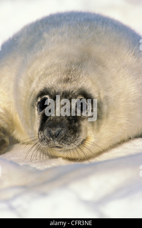 Neonato guarnizione grigio Pup (Halichoerus grypus), Northumberland Strait, Nova Scotia Foto Stock