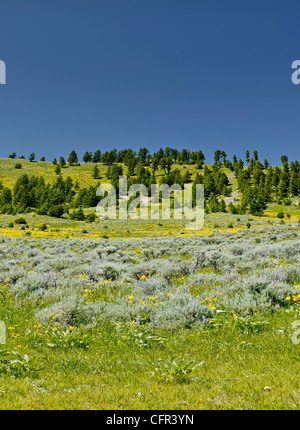 Fiori selvaggi sulle piste lungo le pendici delle montagne pazzo Foto Stock