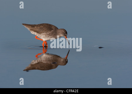 Redshank foraggio per il cibo in pozze di marea Foto Stock