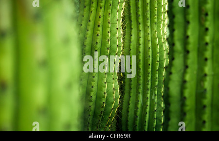 Close-up dettaglio di cactus Foto Stock