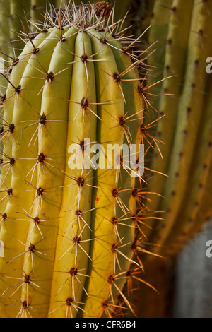 Close-up dettaglio di cactus Foto Stock