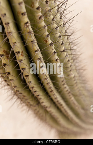 Close-up dettaglio di cactus Foto Stock