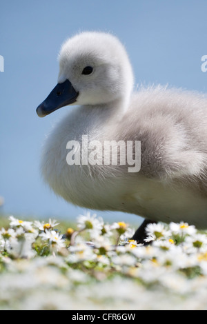 Cygnet in piedi in primavera margherite Foto Stock