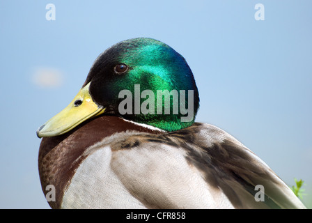 Immagine ravvicinata di un maschio di Mallard duck, prese a Bristol, Regno Unito Foto Stock