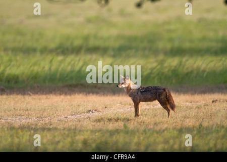 Il governo dello Sri Lanka Jackal Canis aureus naria, noto anche come il Sud indiano Jackal è una sottospecie di golden jackal. Foto Stock