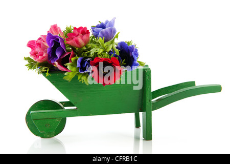 Bouquet di anemoni in blu e in rosso nella ruota barrow isolate su sfondo bianco Foto Stock