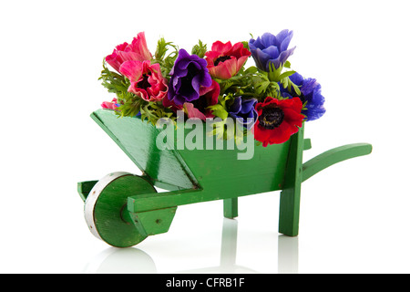 Bouquet di anemoni in blu e in rosso nella ruota barrow isolate su sfondo bianco Foto Stock