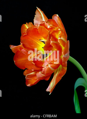 Red Parrot Tulip Foto Stock