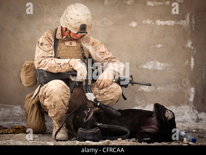 Noi lancia Marine Cpl. Evan Frickey, un 21-anno-vecchio esplosivi improvvisati rilevamento del dispositivo cane handler svolge con cookie, un esplosivi improvvisati rilevamento del dispositivo cane, fornendo al contempo una protezione sul perimetro della scuola Safar composto Marzo 18, 2012 in Safar, Afghanistan. Foto Stock