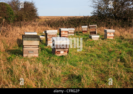 Un gruppo di alveari situati in un angolo del campo da saline a Stiffkey, Norfolk, Inghilterra, Regno Unito. Foto Stock