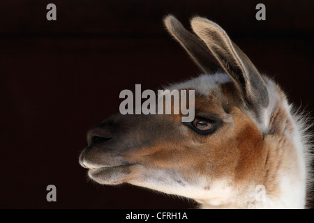 Un close-up di un Llama la testa, Llama glama. Lo zoo di Turtleback, West Orange, New Jersey, STATI UNITI D'AMERICA Foto Stock