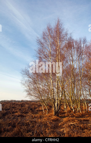 Argento di betulle nella nuova foresta, Hampshire REGNO UNITO illuminata dal tardo pomeriggio di sole con cielo blu Foto Stock