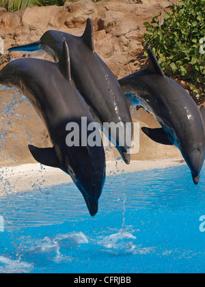 Spettacolo di Delfini AL LORO PARQUE TENERIFE Foto Stock