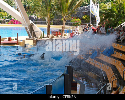 ORCA esecuzione e bagnando la folla IN AREA DI SPLASH AL LORO PARQUE DI PUERTO DE LA CRUZ TENERIFE SPAGNA Foto Stock