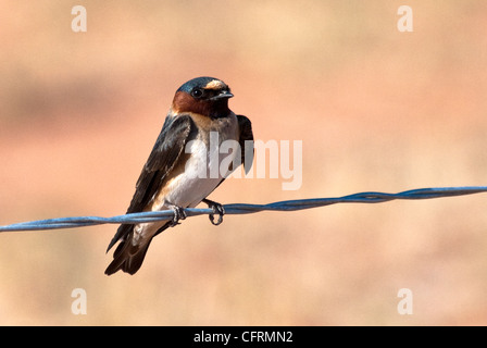 Cliff Swallow Petrochelidon pyrrhonota Caprock Canyon State Park Texas USA Foto Stock