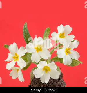 Araldo della primavera, Primrose Fiori (Primula Vulgaris) isolati su sfondo rosso Foto Stock