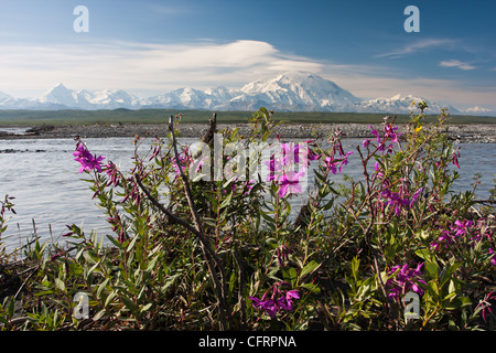Dwarf Fireweed o fiume di bellezza, fiorisce lungo il fiume McKinley nel Parco Nazionale di Denali vicino Lago di meraviglia, Alaska. Foto Stock
