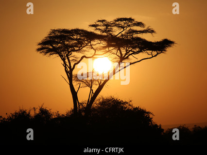 Ombrello acacia, la mattina presto, Amboseli National Park in Kenya. Foto Stock