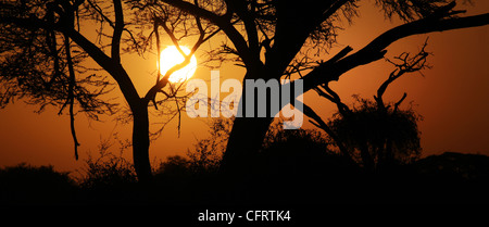 Ombrello acacia, la mattina presto, Amboseli National Park in Kenya. Foto Stock